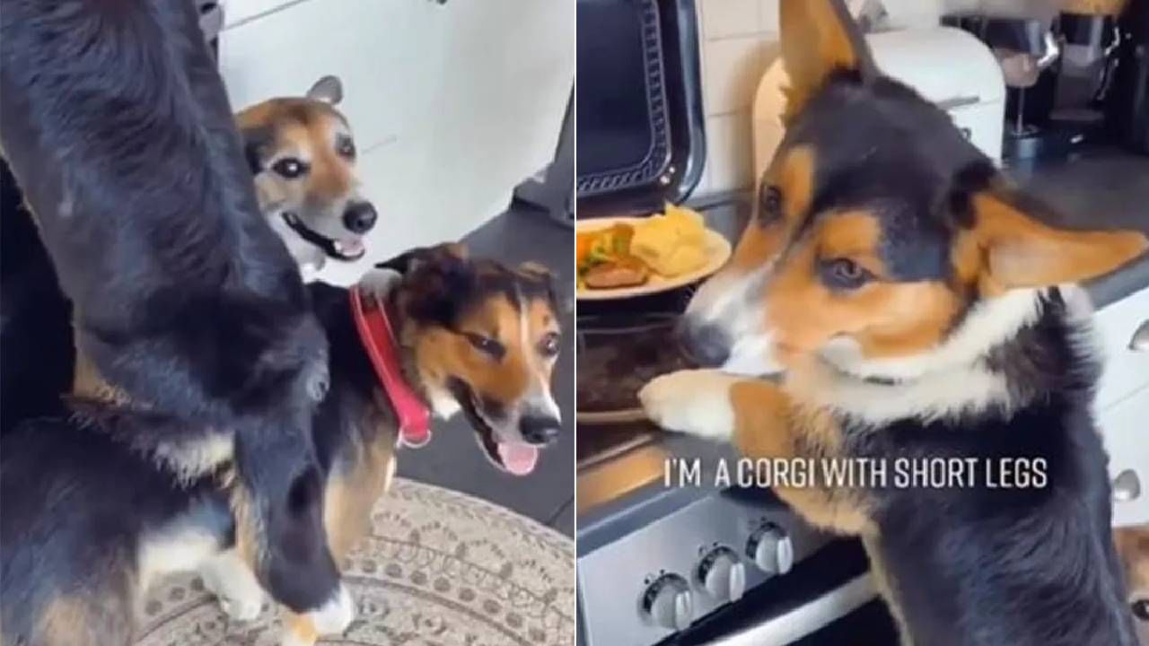 VIDEO | मित्रांसाठी किचनमधून अन्न चोरण्यासाठी कुत्र्याचा नवा जुगाड, व्हिडीओ पाहिल्यानंतर तुम्हाला हसू आवरणार नाही