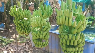 केळी विकास महामंडळ स्थापनेची कार्यवाही अंतिम टप्प्यात, कृषी विभागाने प्रस्ताव पाठविला