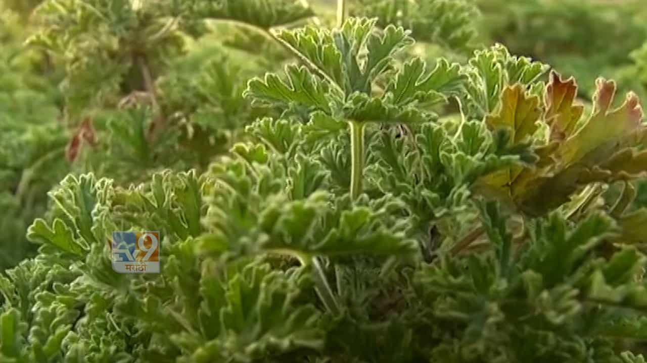 success story : सोयाबीन, कपाशी, तूरिला दरच नाही? मग पट्ट्यानं अवलंबला हा मार्ग; आज लाखोत खेळतोय? करतोय कसली शेती पहा...