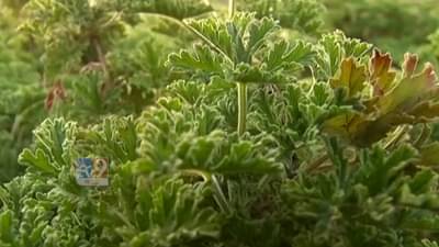 success story : सोयाबीन, कपाशी, तूरिला दरच नाही? मग पट्ट्यानं अवलंबला हा मार्ग; आज लाखोत खेळतोय? करतोय कसली शेती पहा…