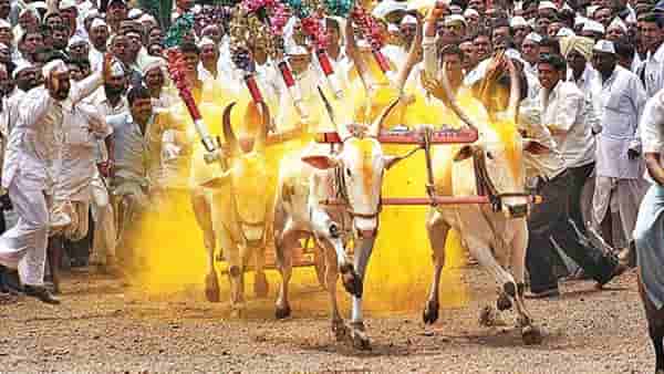 पुण्यातील थरारक! बैलगाडा शर्यतीत घोड्यानं तुडवलं मात्र बैलाने मुलाला वाचवलं