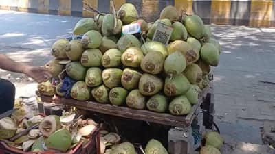 मालाची आवक घटल्याने शहाळ्याची किंमत चक्क १० ते १५ रुपयांनी वाढवली