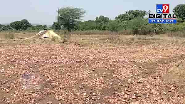आधी कांद्यानं रडवलं आता कंबरडं मोडल; अवकाळीमुळे कांदा सडला? शेतकऱ्याची आर्थिक कोंडी