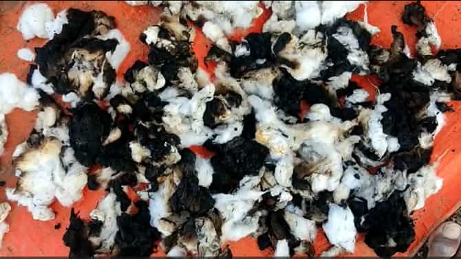 चांगला भाव येईल या आशेने घरात कापूस साठवून ठेवला होता, तिथंही आगीने सगळं...