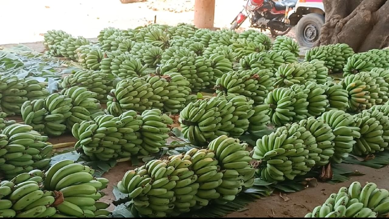 अवकाळी पावसाचा आणि वाढत्या उष्णतेचा जळगाव जिल्ह्यातील केळी पिकांना मोठ्या प्रमाणावर फटका बसला आहे. 
