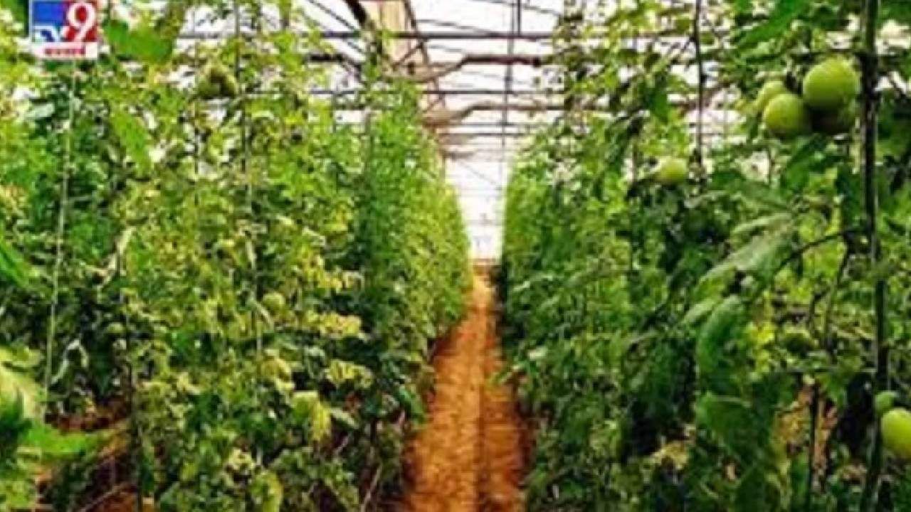 Vegetable Cultivation in June : जूनमध्ये लावा हा भाजीपाला, लाखो रुपयांची करा कमाई