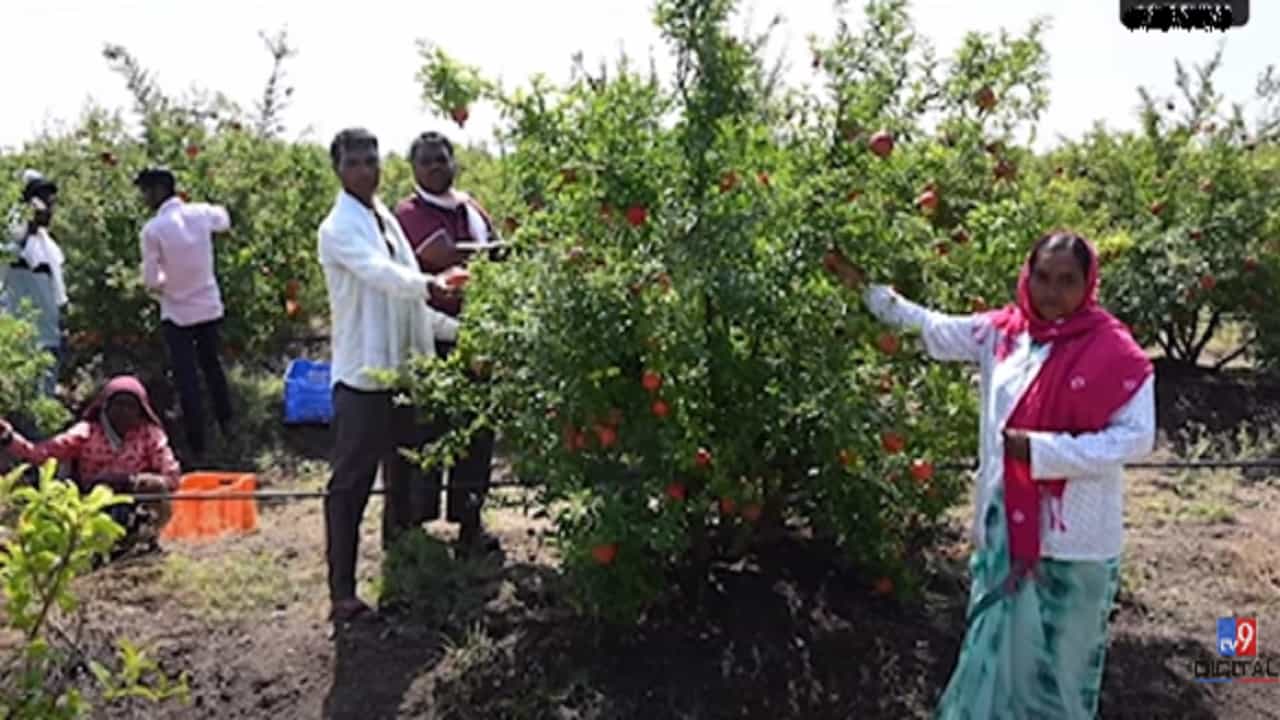 मालेगावच्या शेतकऱ्याची पंतप्रधान मोदी यांच्याकडून दखल, का केलं कौतुक?