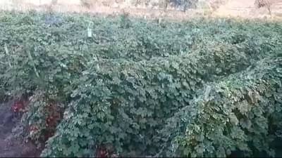 ग्रामीण भागातील शेतीच्या कामाला वेग, बदलत्या हवामानामुळे शेतकरी चिंतेत