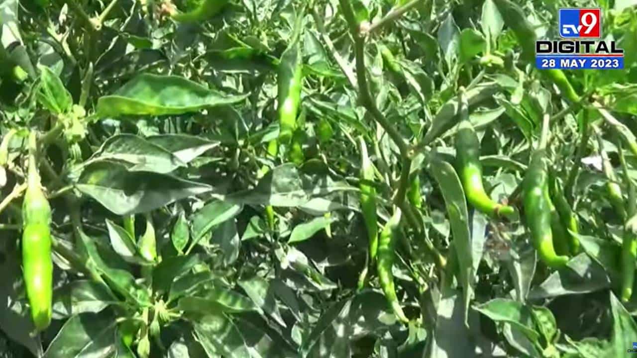 कांद्यानं रडवलं, टोमॅटोनं रस्त्यावर आणलं, तर मिरचीला कवडीमोल भाव; शेतकरी कुठं होतोय हातबल? कांद्यानं रडवलं, टोमॅटोनं रस्त्यावर आणलं, तर मिरचीला कवडीमोल भाव; शेतकरी कुठं होतोय हातबल?