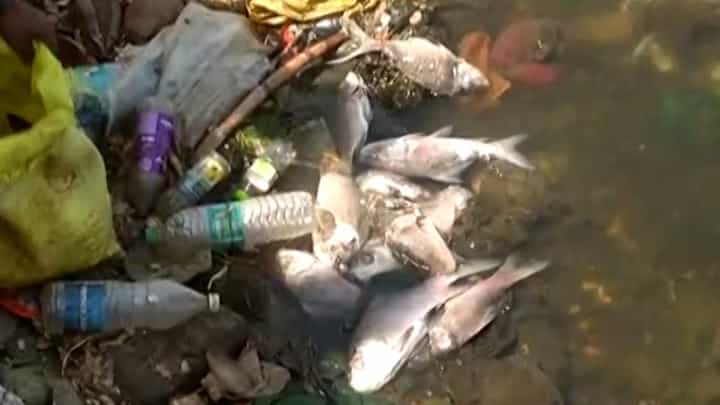 कोल्हापूरच्या रंकाळा तलावाकाठी मृत माशांचा खच, काय आहे कारण? कोल्हापूरच्या रंकाळा तलावाकाठी मृत माशांचा खच, काय आहे कारण?