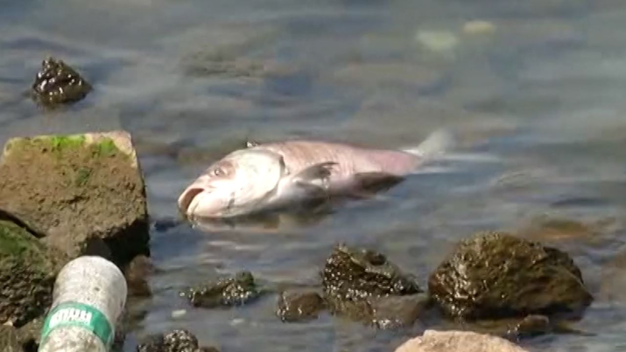 प्रदूषित पाण्यामुळे रंकाळा तलावातील शेकडो मासे मृत (fish death) झाले आहेत. त्यामुळे तलावा काठी मृत माशांचा खच पाहायला मिळतोय. 