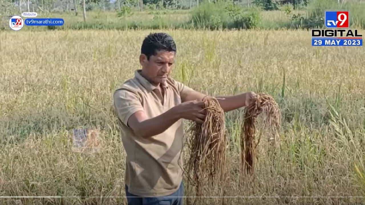 भंडाऱ्यात अवकाळीचं थैमान सुरूच, शेतपिकांसह फळबागा जमिनदोस्त अन्...