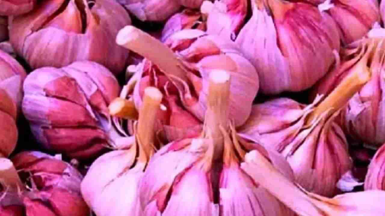 Garlic : पांढरा नव्हे गुलाबी लसूण खा, विशेषता आणि फायदे जाणून व्हालं दंग