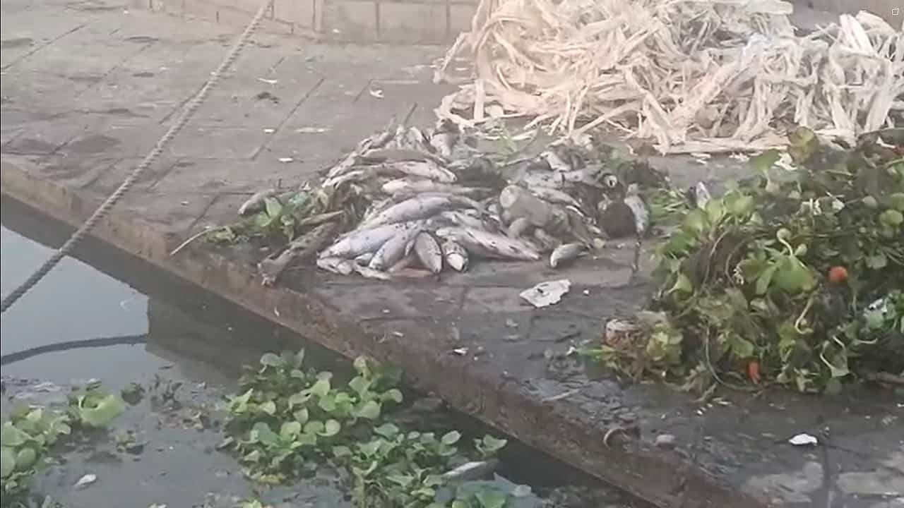 रंकाळा तलावातील शेकडो मासे मृत पडल्यानंतर आता इंद्रायणीत मृत माश्यांचा खच, काय आहे कारण? रंकाळा तलावातील शेकडो मासे मृत पडल्यानंतर आता इंद्रायणीत मृत माश्यांचा खच, काय आहे कारण?
