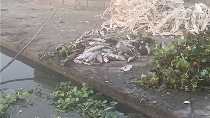 रंकाळा तलावातील शेकडो मासे मृत पडल्यानंतर आता इंद्रायणीत मृत माश्यांचा खच, काय आहे कारण? रंकाळा तलावातील शेकडो मासे मृत पडल्यानंतर आता इंद्रायणीत मृत माश्यांचा खच, काय आहे कारण?