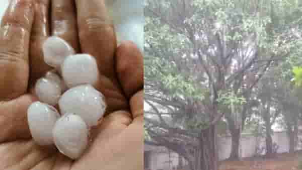 Monsoon Update : पुणे, साताऱ्यात पाऊस, राज्यात यलो अलर्ट