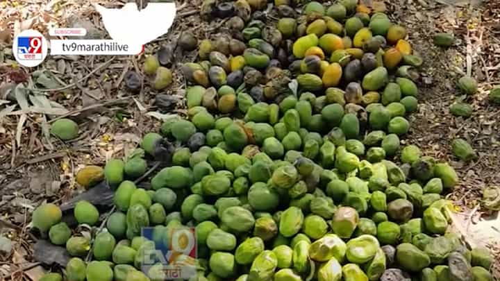 गावरान आंबा टिकवण्यासाठी ध्येयवेड्या अधिकाऱ्यानं गेल्या दहा वर्षांपासून जोपासला असाही छंद गावरान आंबा टिकवण्यासाठी ध्येयवेड्या अधिकाऱ्यानं गेल्या दहा वर्षांपासून जोपासला असाही छंद