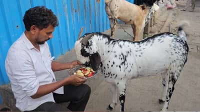 अंबरनाथमध्ये तब्बल सव्वा कोटींचा बोकड!; शेरूच्या अंगावर लिहिलंय अल्लाह आणि मोहम्मद
