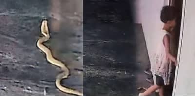 Video : मुलीच्या पायाजवळ साप आला अन् काय झाले पाहा...