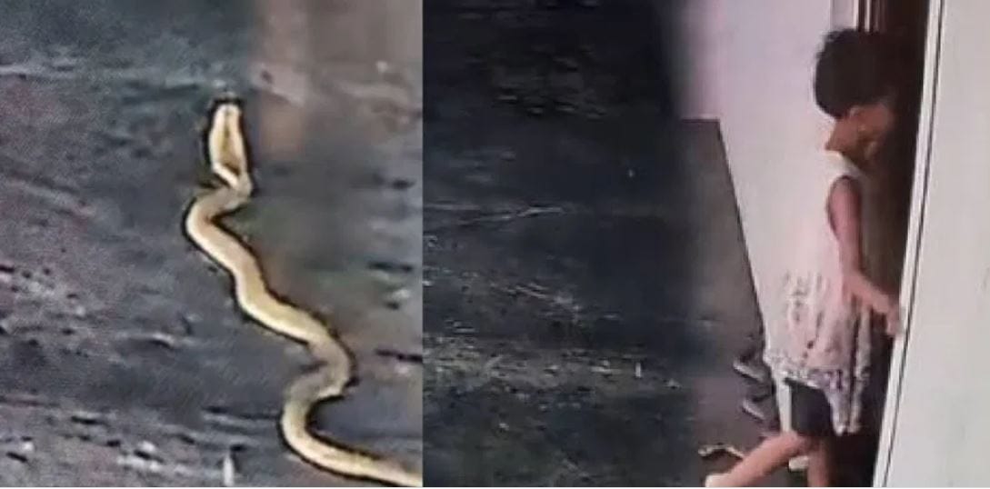 Video : मुलीच्या पायाजवळ साप आला अन् काय झाले पाहा... Video : मुलीच्या पायाजवळ साप आला अन् काय झाले पाहा...