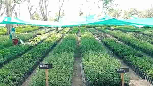 खानदेशसाठी आनंदाची बातमी, लाखो रोपांची लागवड होणार, पावसाळ्याआधी वन विभाग...