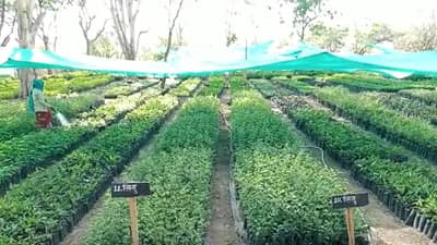 खानदेशसाठी आनंदाची बातमी, लाखो रोपांची लागवड होणार, पावसाळ्याआधी वन विभाग...