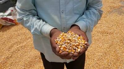 गोदाम रिकामे नसल्याने मक्याला बुरशी लागण्याची शक्यता, शेतकऱ्यांनी सांगितली व्यथा