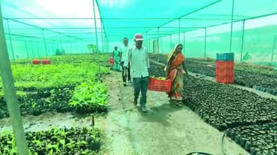 रासायनिक मुक्त शेतीकडं शेतकऱ्यांचा कल वाढला, सेंद्रिय केळी लागवडीचं प्रमाण वाढलं