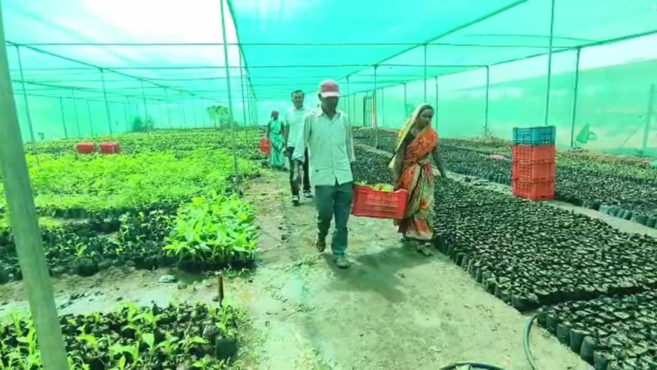 रासायनिक मुक्त शेतीकडं शेतकऱ्यांचा कल वाढला, सेंद्रिय केळी लागवडीचं प्रमाण वाढलं
