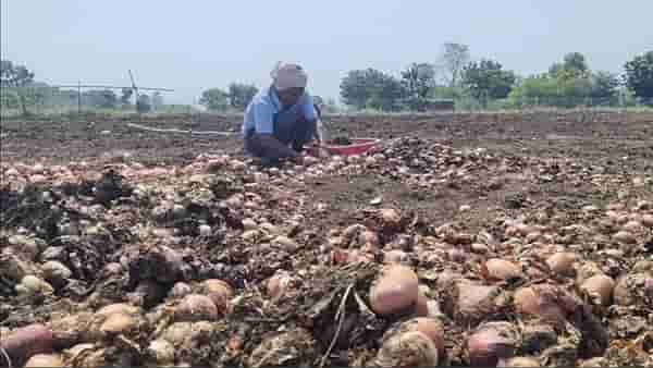 अवकाळी पावसाच्या तावडीतून शेतकऱ्यांनी कांदा वाचवला, पण भाव मिळत नसल्यामुळे...