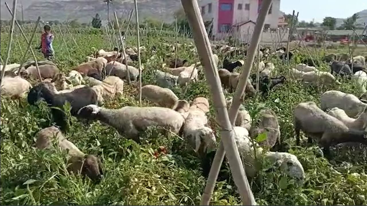 Agricultural News : शेतकऱ्याने टोमॅटोच्या उभ्या पिकात सोडल्या मेंढ्या, दोन एकर क्षेत्रावर...
