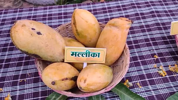 बुलढाणा जिल्ह्यातील शेतकऱ्यांना विविध आंबा जातीची ओळख व्हावी, आंबा लागवड व व्यवस्थापन कसे करायचे यांची माहिती देण्यात आली.