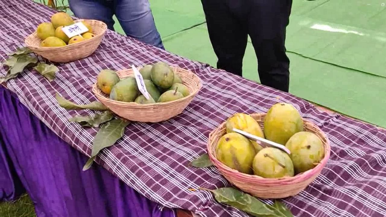 विविध तज्ज्ञांचे मार्गदर्शन, आंब्यापासून विविध प्रक्रिया तसेच  पदार्ध कसे करायचे , यासह विविध आंब्याची कलमे याची माहिती आजच्या महोत्सवात देण्यात आली. 