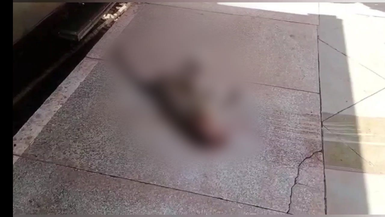 माकडांच्या संशयास्पद मृत्यूमुळे स्थानिक..., उष्माघात की विषप्रयोग? माकडांच्या संशयास्पद मृत्यूमुळे स्थानिक..., उष्माघात की विषप्रयोग?