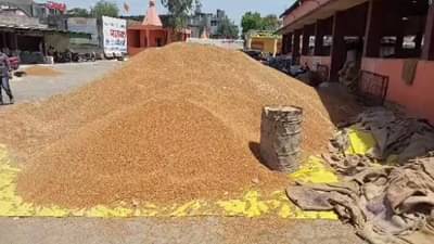तुरीचा दर वाढला, आजपर्यंतचा सर्वाधिक विक्रमी दर म्हणून नोंद, व्यापाऱ्यांचा फायदा