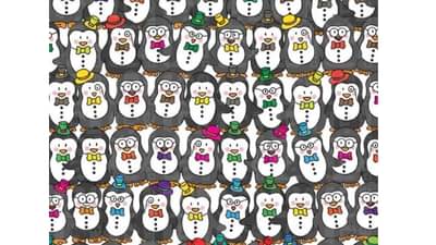 Optical Illusion | या पेंग्विन मध्ये आहे एक बाहुली, सांगा कुठाय?