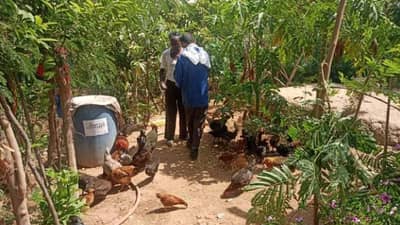 मुक्तसंचार पद्धतीचे कोंबडी पालन बघीतलं का?, काय असतात त्याची गणित समजून घ्या