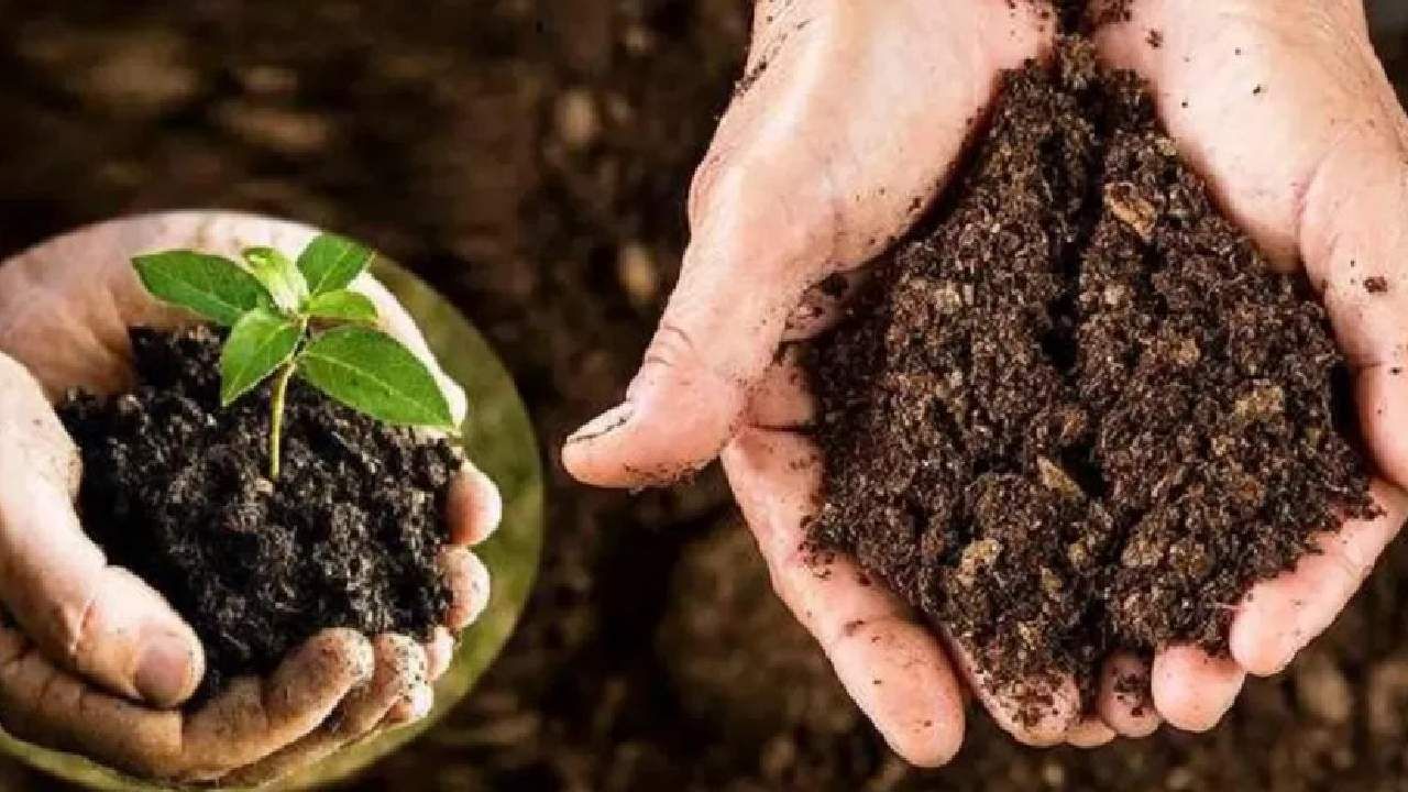 Success Story: गाईच्या शेणापासून सुरू आहे कमाई, शेतात गाईच्या शेणाचं महत्त्व समजून घ्या Success Story: गाईच्या शेणापासून सुरू आहे कमाई, शेतात गाईच्या शेणाचं महत्त्व समजून घ्या