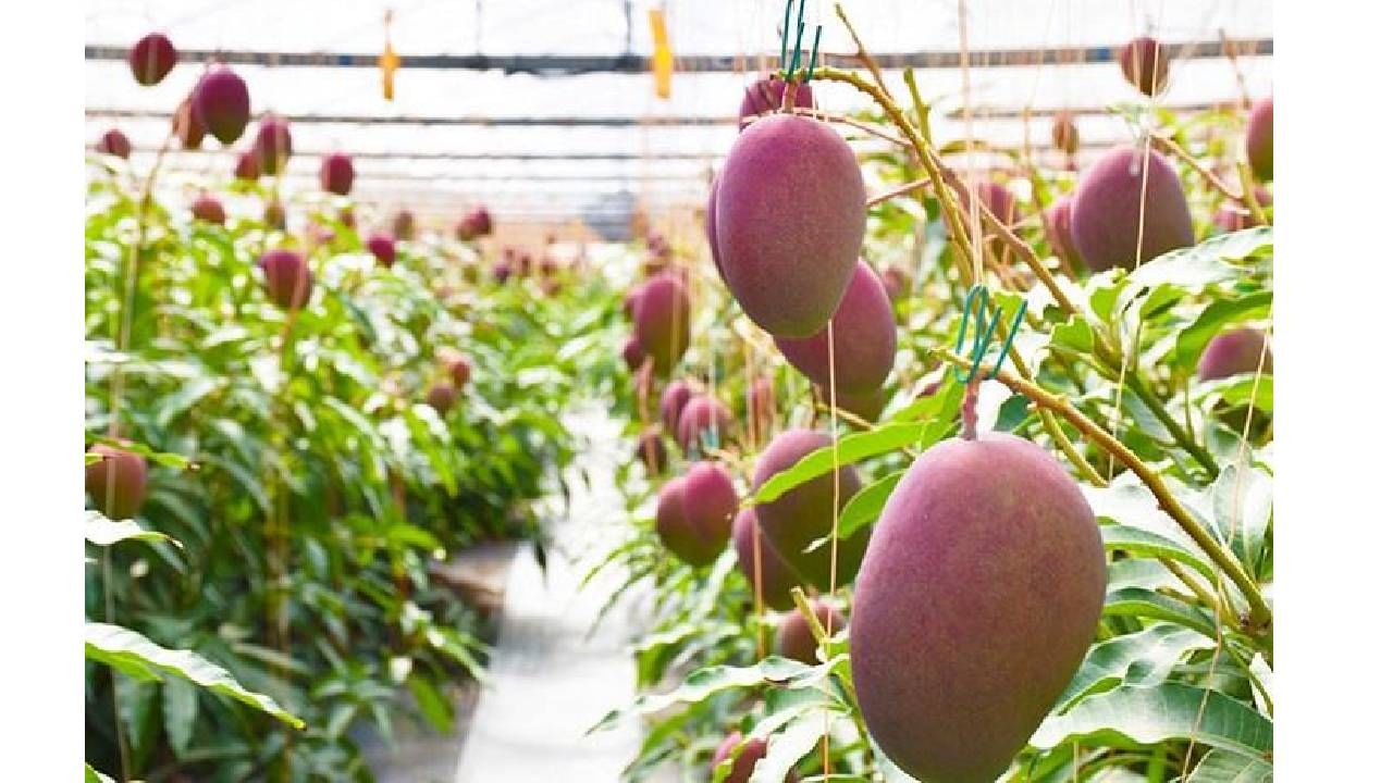 Most Expensive Mango: लिलावात काय किंमतीला गेला बघा...जगातला सर्वात महाग आंबा!