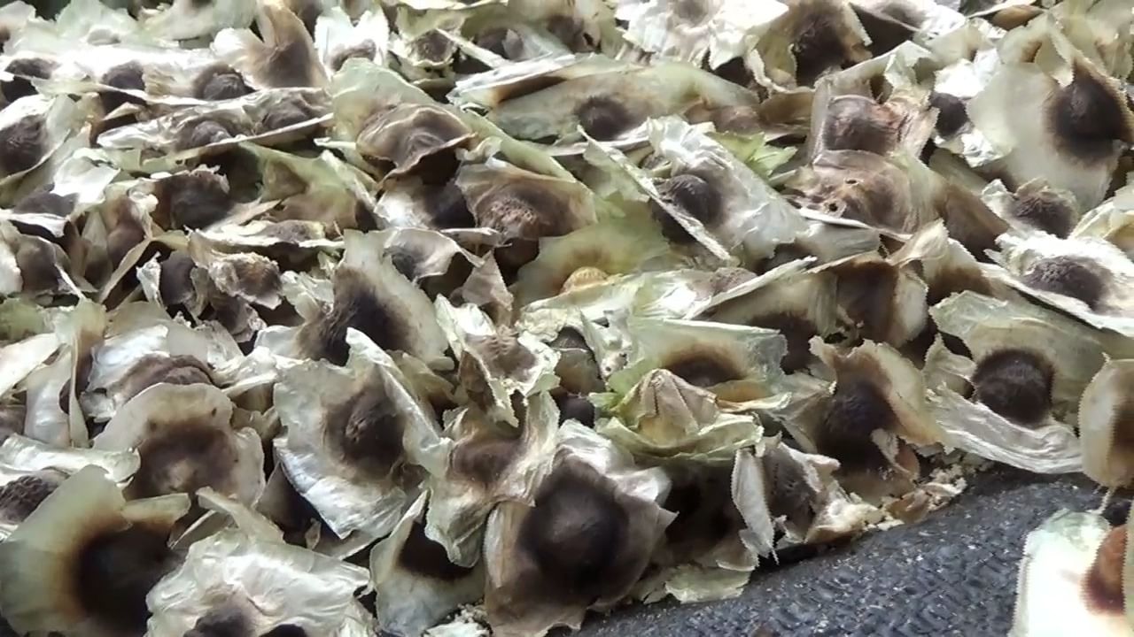 दुष्काळग्रस्त येवला तालुक्यात गेल्या 23 वर्षापासून येवला तालुक्यातील कोटमगाव बुद्रूक येथील शेतकऱ्याने शेततळ्याची निर्मिती करून शेवग्याचे पीक घेत असून याद्वारे तो लाखोचे उत्पन्न देखील घेत असल्याने शेवगा लागवड बाबत इतर शेतकऱ्यांना ही माहिती पुरवत आहे.