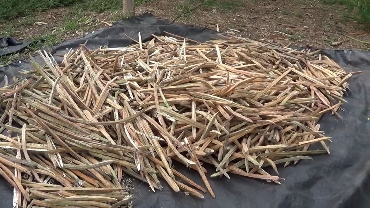 येवला तालुक्यातील कोटमगाव बुद्रूक येथील नितीन कोटमे हा शेतकरी गेल्या 23 वर्षापासून शेवग्याचे पीक घेत असून याद्वारे तो लाखोचे उत्पन्न दरवर्षी मिळत आहेत.