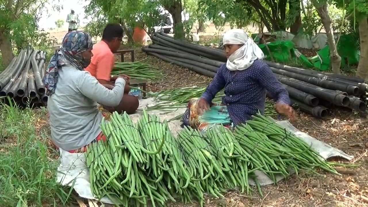 या शेतकऱ्याने आपल्या साडेतीन एकर क्षेत्रामध्ये शेवग्याची लागवड 2000 साली केली होती. 