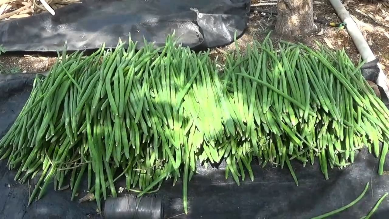 या शेतकऱ्याकडे शेवग्याची बाग बघण्यास आलेल्या सर्व शेतकऱ्यांना लागवडीबाबत पुरेपूर माहिती हा शेतकरी देत असतो.