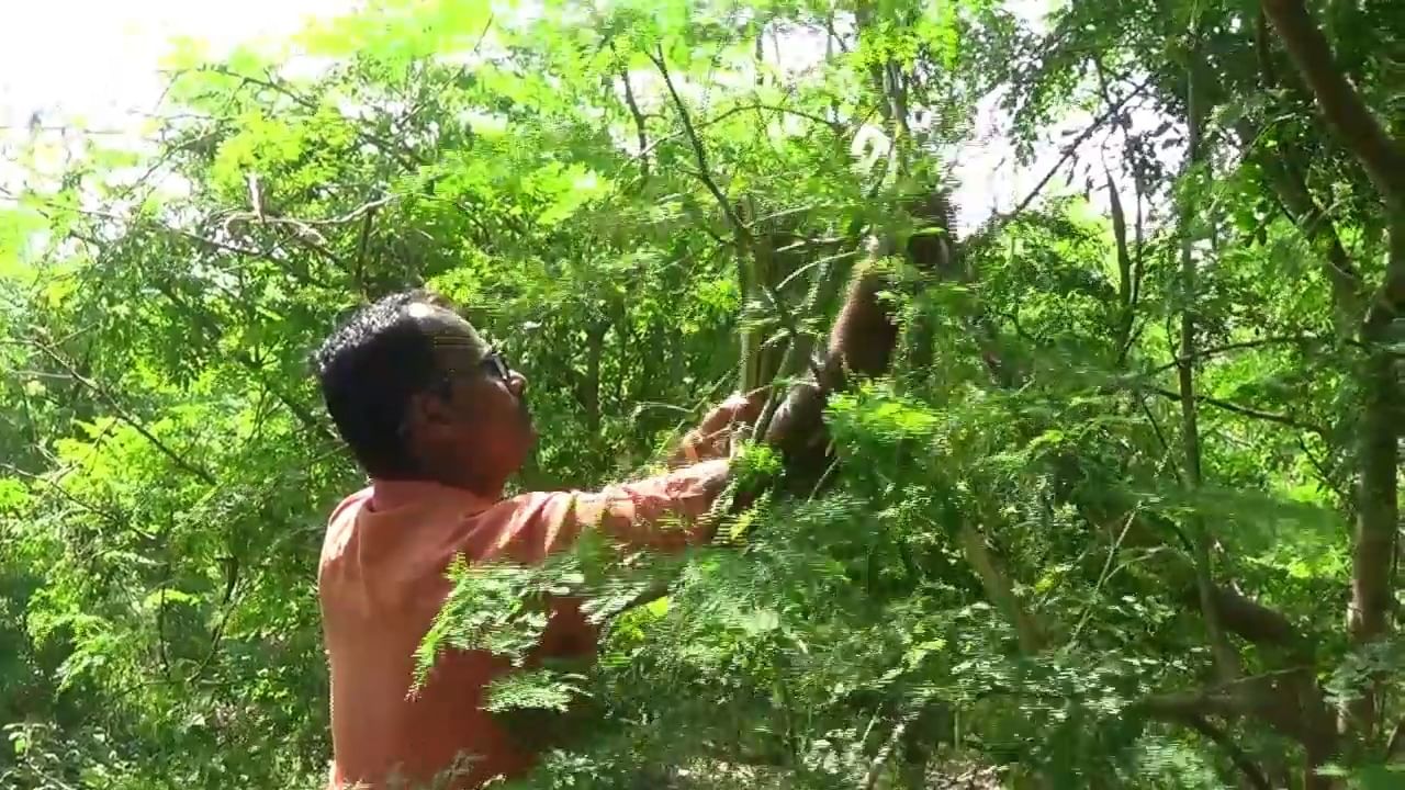 पावसाचे प्रमाण येवला तालुक्यात कमी असल्याने शेत तळ्याची निर्मिती केली, त्यावर त्याने मोठ्या कष्टाने आपल्या शेवग्याचे बाग टिकवली. 