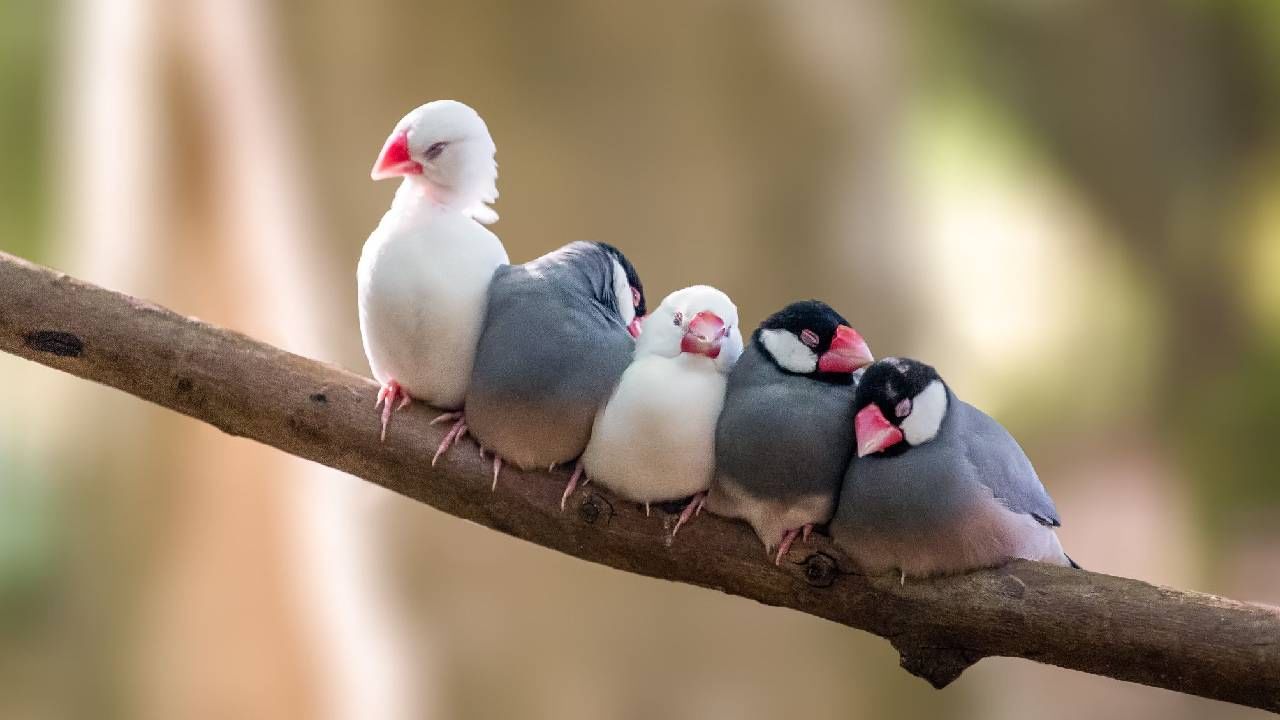 रात्री झोपल्यावर पक्षी झाडांवरून का पडत नाहीत? काय कारण? वाचा रात्री झोपल्यावर पक्षी झाडांवरून का पडत नाहीत? काय कारण? वाचा