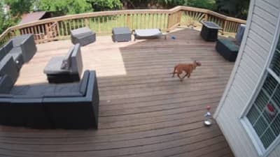 Fighter plane चा आवाज ऐकून कुत्र्याची प्रतिक्रिया! व्हिडीओ व्हायरल!