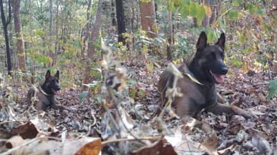 तरालूतील प्रशिक्षण शाळेत जन्म, स्फोटकं शोधून हल्ला करण्यात माहीर, अखेर प्राणज्योत मालवली