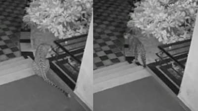 शिकारीच्या शोधात आला, शिकार मिळाली नाही मग त्याने या वस्तूच चोरल्या