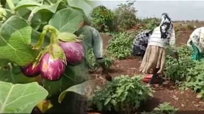 निसर्गाच्या लहरीपणावर मात, नंदूरबारच्या शेतकऱ्याची कमाल, का होतेय चर्चा?