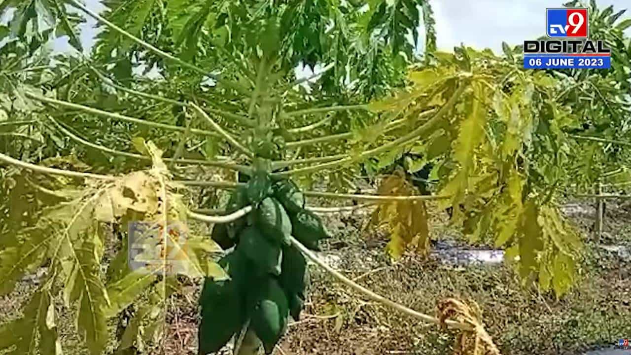 वादळी पाऊस आणि गारपीट झाल्याने पपई जमीनदोस्त; कुठं झाला अवकाळी?